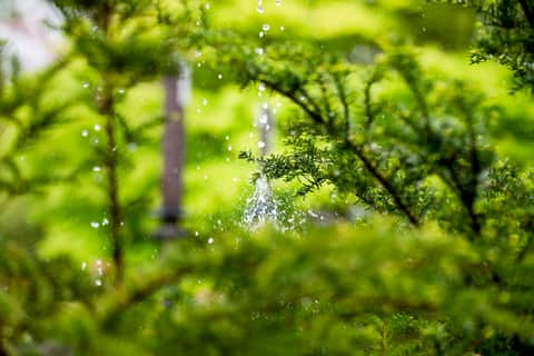 Rain Falls