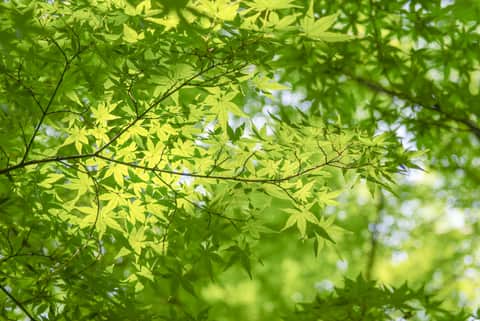 Snap